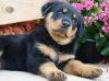 charming Rottweiler Puppies