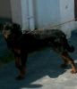 Want to sale Male dog..
