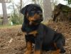 Cutest Rottweiler Puppies for adoption