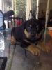 Very Healthy Rottweiler Puppies available.
