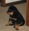 Rottweiler puppies seeking and willing to be loved