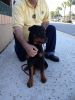 Must sell Rottie pup