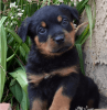 enticing rottweiler puppies