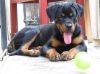 Top quality Rottweiler female for sell