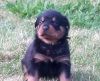 female black German Rottweiler puppy.