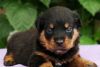 female black & mahogany German Rottweiler puppy.