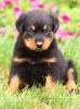 Rottweiler Puppies For Sale