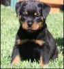 12 Weeks Old Rottweiler Puppies For Adoption