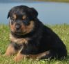 Vbgfdg Rottweiler Puppies For Sale