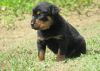 Rgfgf Rottweiler Puppies For Sale