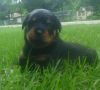 Beautiful train Rottweiler puppies available now