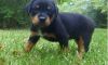 fgcbcbcxb enthusiastic Rottweiler Puppies.