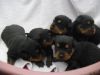 Lovely Male And Female German Roottweiller Puppies