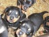 German Rottweiller Puppies For Sale In Texas