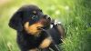 rottweiler is only one of the four available