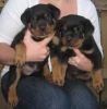 Home Trained rottweiler Puppies