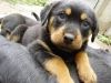 Gorgeous full Rottweiler puppies (male and female)