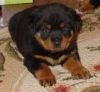 Healthy Home raised Rottweiler pups available