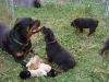 Beutifull Rottweiler Puppies for Rehoming