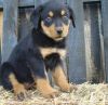 able rottie pups for sale