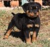 Home Trained Male And Female Rottweiler Puppies