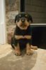affectionate rottie pups for sale