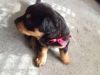 Male And Female Rottweiler Puppies For Re-homing