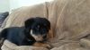 Rottweiler Puppies With Pedigree Papers