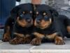 cute Rottweilers for sale