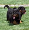 Healthy male and female Xmas Rottweiler Puppies