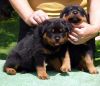 Xmas male and females rottweilers.
