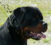 Show quality fully trined rottweiler