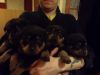 Vet Checked Male And Female Rottweiler Available