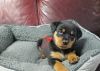 Rottweiler puppies available to loving homes
