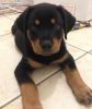 Cute Male And Female German Rottweiler Puppies