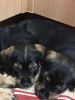 Rottweiler puppies available
