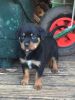 Registered Rottweiler Puppies Available