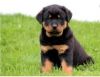 two cute male and female Rottweiler puppies now.