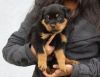 AKC Registered Rottweiler puppies for sale