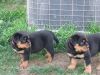 Registered Rottweiller Puppies For Re-homing