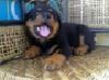 male and female rottweiler puppies available