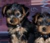 Marvelous Male/Female Rottweiler puppies