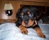 Loving Male/female Rottweiler Puppies For Sale.