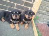 Smart Rottweilers Puppies ready now