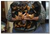 11 weeks old Rottweiler puppies ready