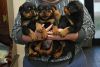 Outstanding Rottweiler puppies Available .