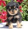 Better Rottweiler Puppies Ready For Sale