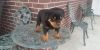 These adorable rottweiler puppies are ready