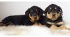 Power of Rottweiler Puppies for ever loving homes