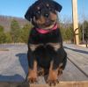 Healthy Home Raised Rottweiler Pups For Sale